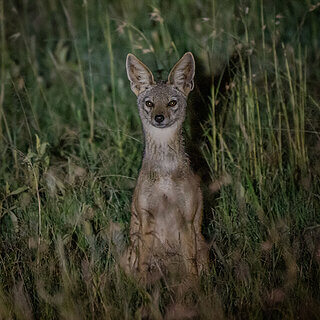 Solio - Jackal